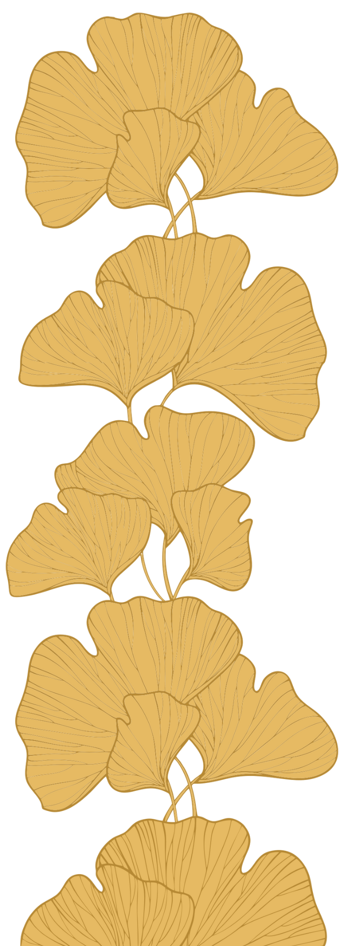 A graphical depiction of a Ginkgo Biloba leaf
